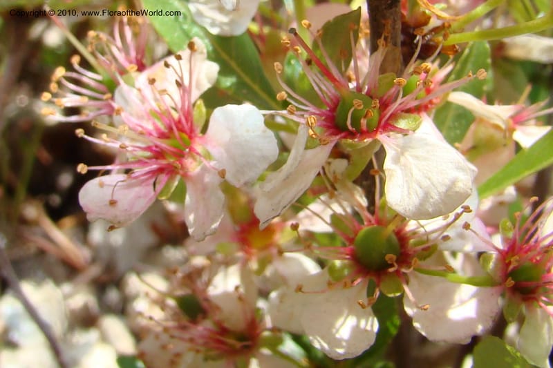 Prunus americanus, C. Davidson 11461--ID. Valley Co. Warm Lake. 16 June 2009. 045.jpg