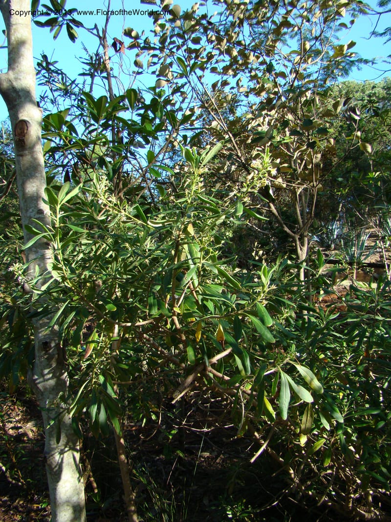 Scaevola montana--N.Caled. Parc Zool. & Forest., Noumea. 10 Nov 07. 038.jpg