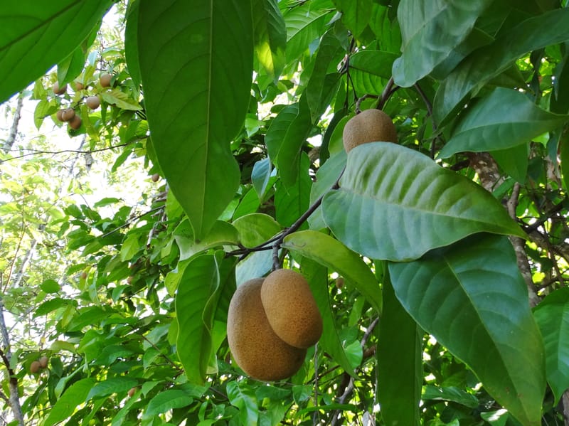 Atuna racemosa, Munzinger, J 7370--Fiji. Wailevu Rd. 6 Nov 2015. FDSC09813 (3).JPG