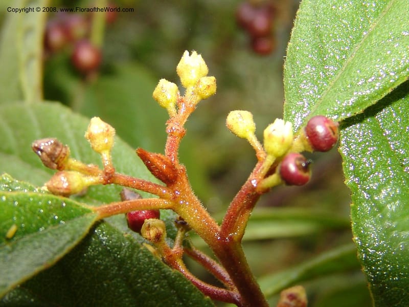 Rhamnus--Peru. Macchu Pichu. 23 Oct 07. 179.jpg