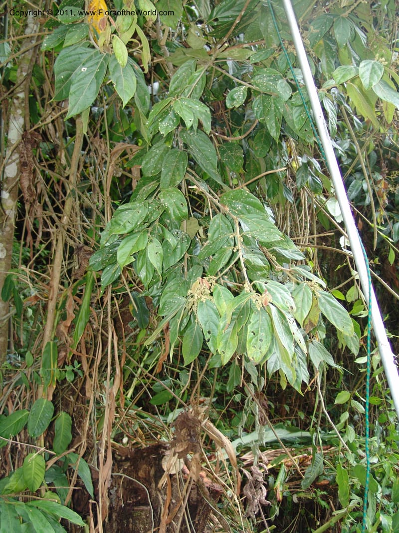 Endlicheria paniculata, RVasquez 31492--Peru. Prov. Oxa. Parq. Nac. Yanachaga Chemillen. 12 Oct 06. 729 (4).jpg
