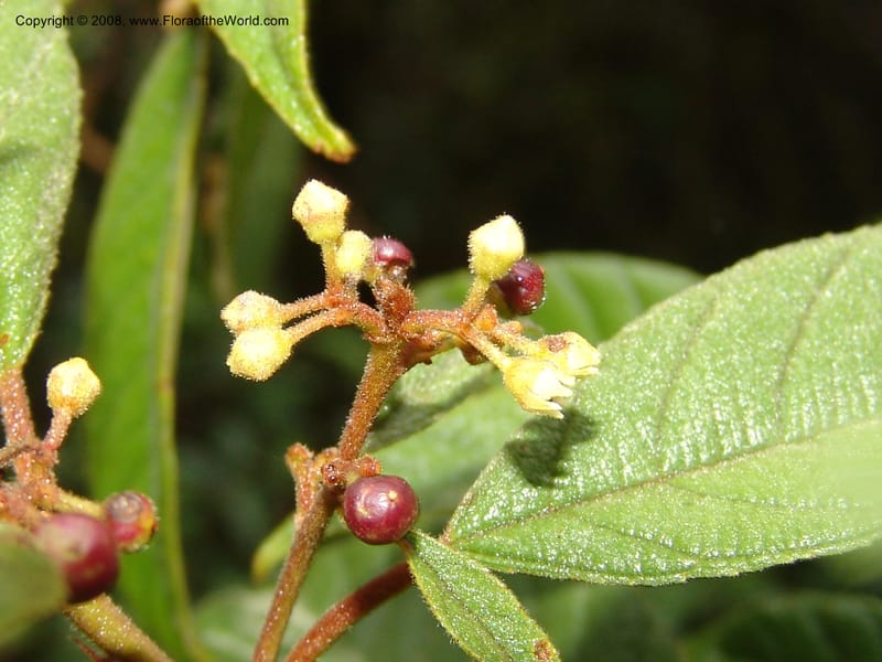 Rhamnus--Peru. Macchu Pichu. 23 Oct 07. 171.jpg