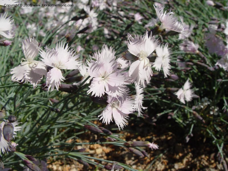 Dianthus anatolicus, 2001.0249--Spain. Barcelona Botanic Garden. 21 Apr 04. 036.jpg