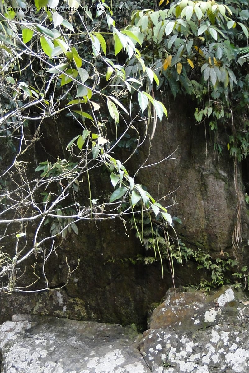 Aeschynanthus, Regalado 1870--Viet Nam. Thac Kazan waterfall. 10 May 2011. 266 (22).jpg
