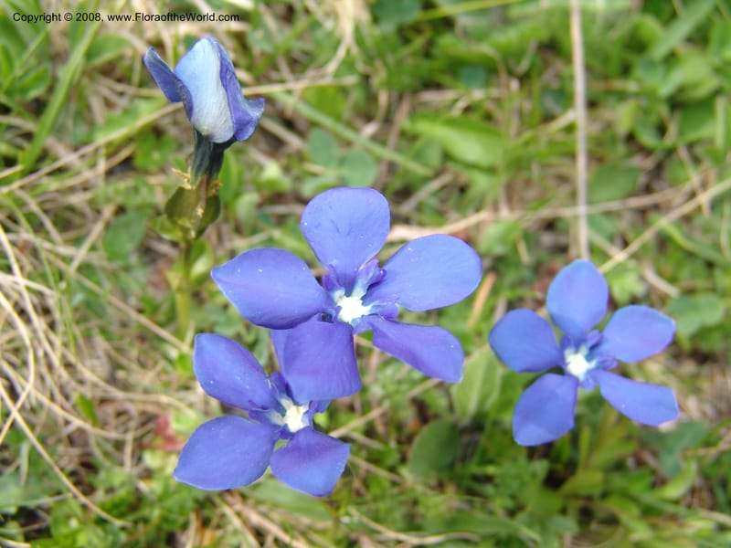 Gentiana angulosa--Georgia. Kazbeki . Trail-road to Sameba Church. 2 Jun 05. 542.jpg