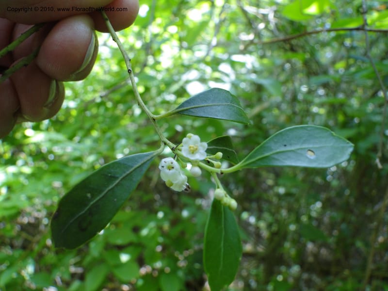 Ilex glabra, Mori, S 27396, USA, North Carolina, Johnson Co., Hwy 50, 3 km SE of Benson, 21 May 2010 (3).JPG