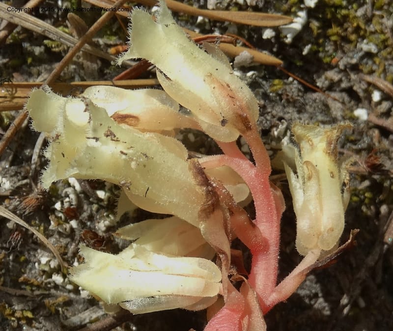 Monotropa hypopitys, Davidson, C 12626--ID. Idaho Co. S of Steamboat Summit. 5 Aug 2014. DSC00156 (163).JPG