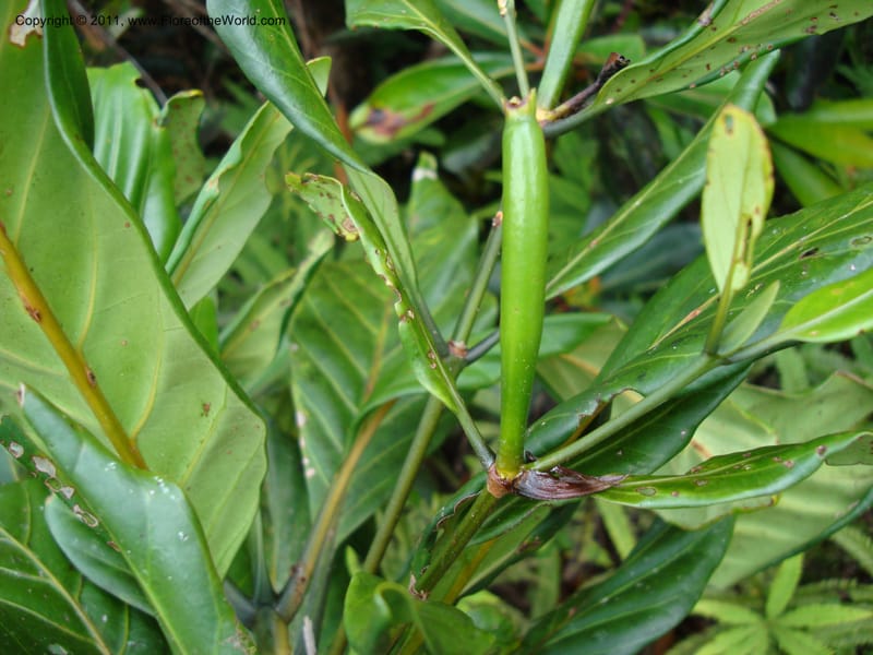 Atractocarpus,  Munzinger, J 4743--New Caledonia, Prov N, Mt. Mandjelia,  13 Nov 2007   077 (4).jpg