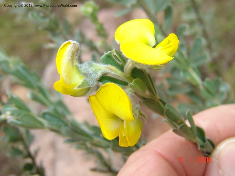Crotalaria sp. unk., Not  collected-Madagascar. 9 Jan 2006  066 (10).jpg