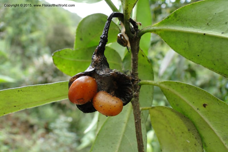 Pittosporum, Regalado 1773--Viet Nam. Ban Khoang Commune. 4 May 2011. 109 (2).jpg