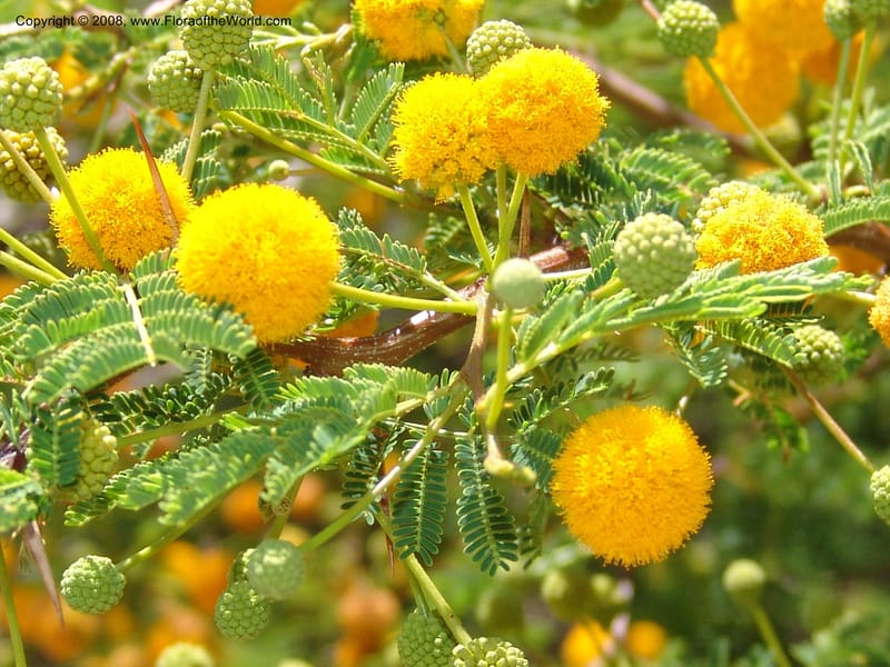 Acacia farnesiana--Bolivia. La Paz. Send. Aguila. 4 Dec 04. 076.jpg