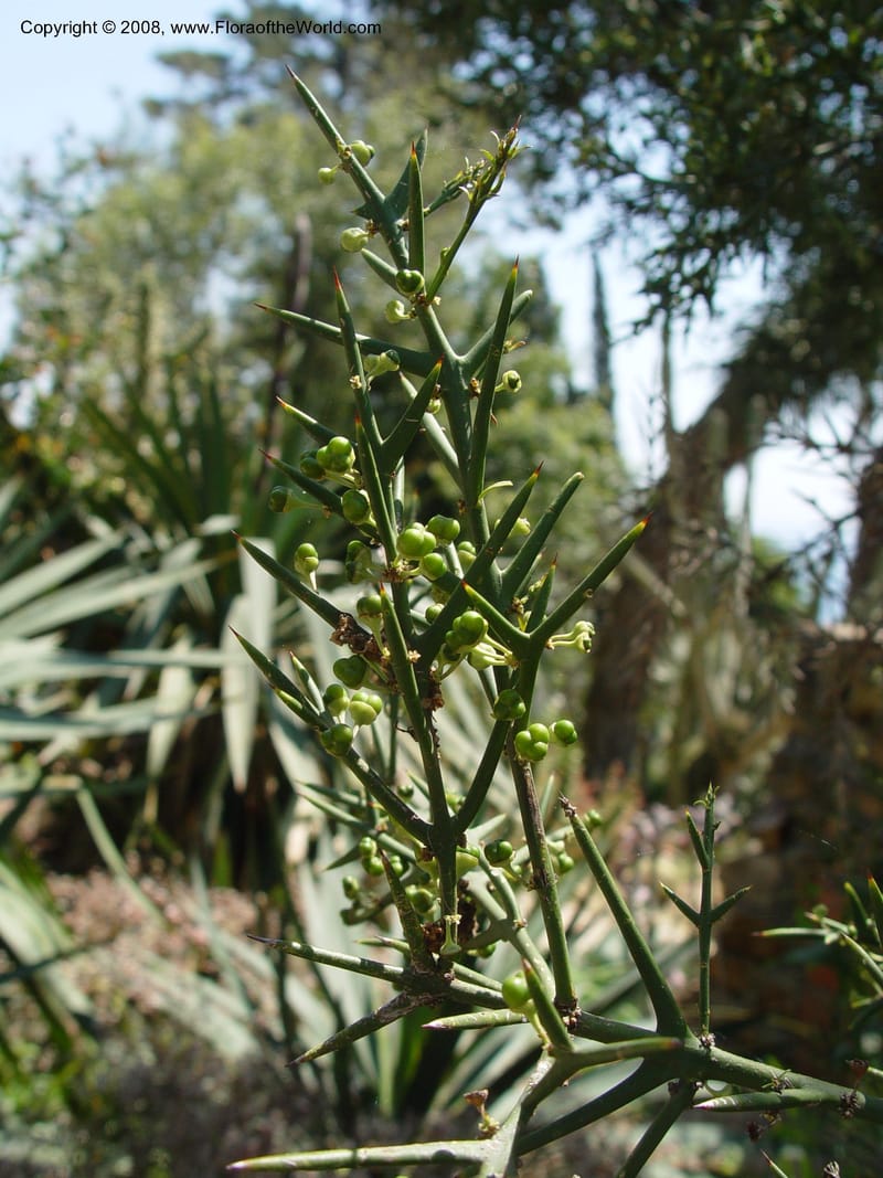 Colletia spinosa--Spain. Blanes. Marimutra Bot. Gard. 24 Apr 04. 040.jpg