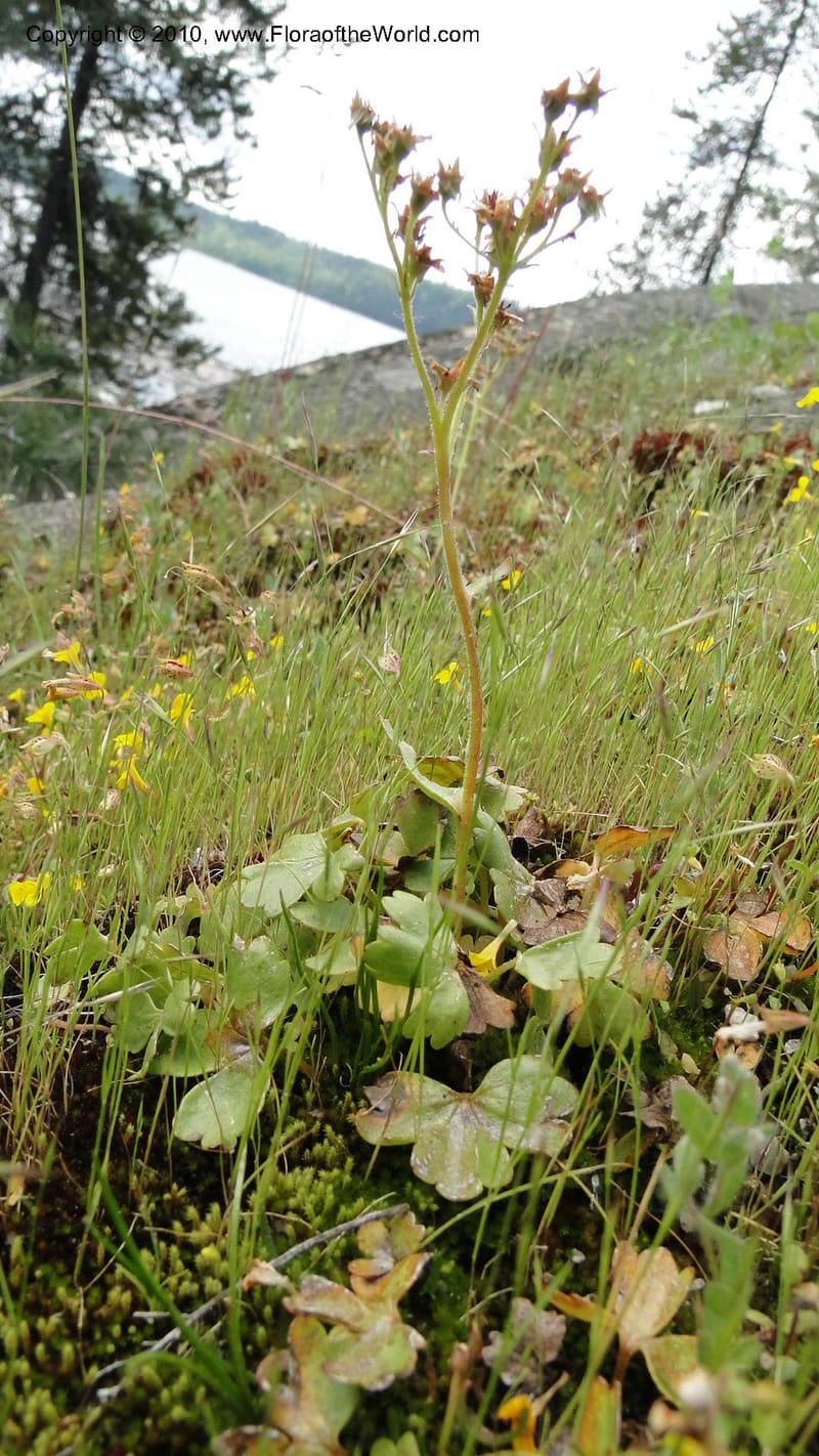 Suksdorfia ranunculifolia, B. Ertter 19978--Idaho. Valley County. 1 July 2010. 085 (13).jpg