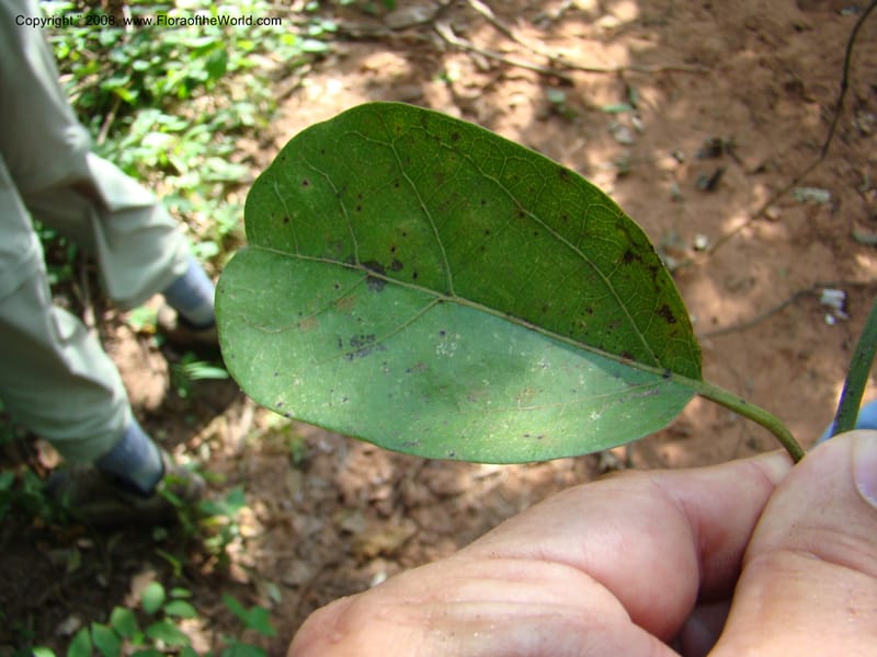 Aristolochia maxima, NMartinezM2422--MX. Chiapas. Jiquipilas. Cerro el Campanario. 14 Sep 08. 246.jpg