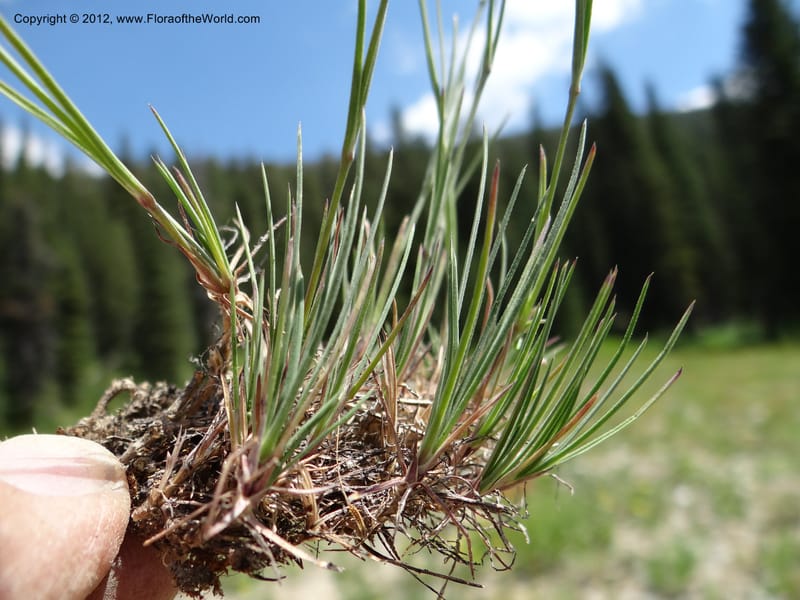 Eremogone congesta, Davidson, C 12074--ID. Valley Co. Yellow Pine to Big Creek Rd. 7 Aug 2012. DSC04021 (66).JPG