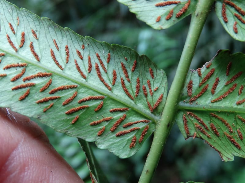 Diplaziopsis javanica, Munzinger, J 7402--New Caledonia. Haute Robinson. 11 Nov. 2015. DSC00909 (313).JPG
