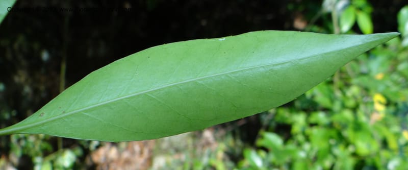 Ilex sp. , Not collected--China, Zhejiang, Shunxi, 28 May 2012 282 (3).JPG
