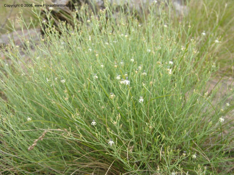 Thesium--So.Africa. Mpumal. Buffelskloof Private Nat. Res. 17 Mch 05. 095.jpg