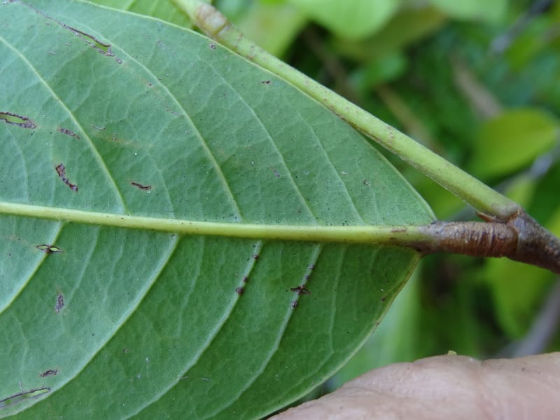 Atuna racemosa, Munzinger, J 7370--Fiji. Wailevu Rd. 6 Nov 2015. FDSC09813 (13).JPG