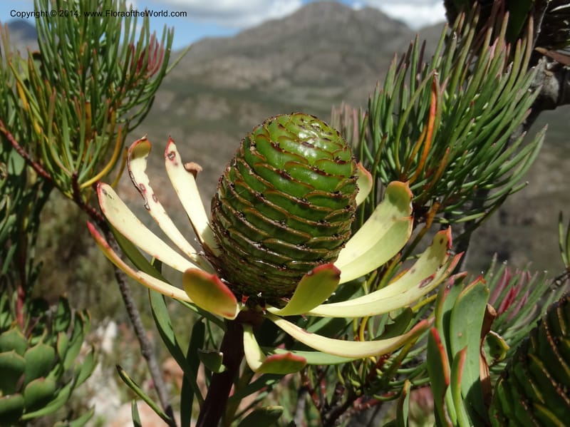 Leucadendron, Davidson, C 12264--South Africa. Western Cape. Teeberg. 19 Jan 2014. DSC00637 (22).JPG