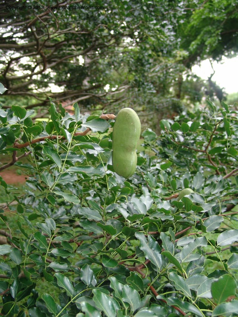 Afzelia quanzensis--So.Africa. Durban Bot. Garden. 14 Mch 05. 025.jpg
