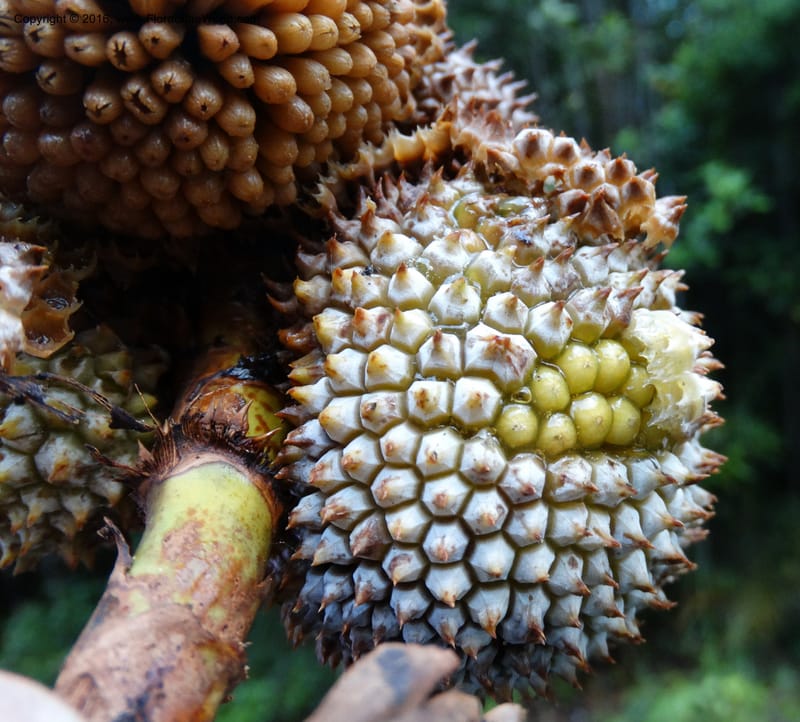 Pandanus borneensis, Callmander, M 1186--Sabah. G. Silam. 1 Oct 2014. DSC00937 (193).JPG