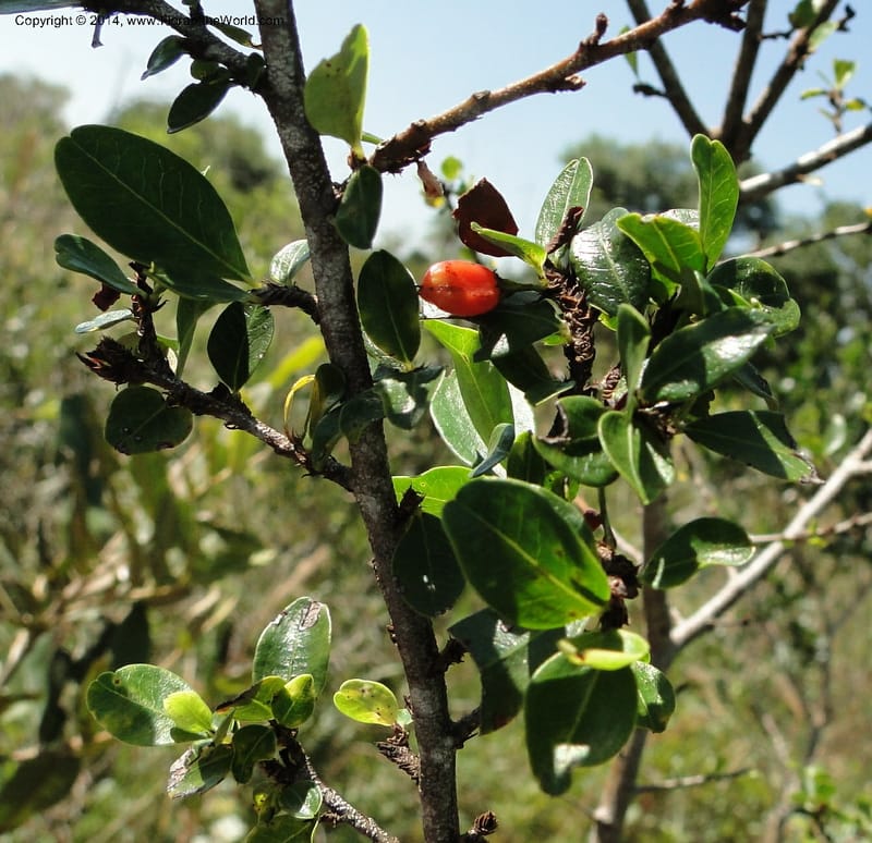Erythroxylum cuneifolium, Stevens, W.D. 31055, Cerro Cora, 15 Mar 2011 1262 (8).JPG