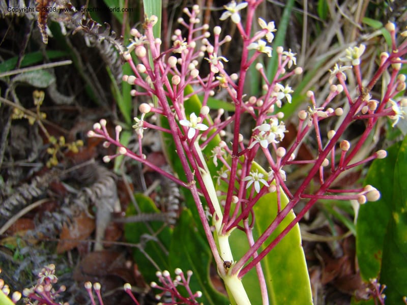 Phelline, GBarriera131107-21--New Caledonia. Mandjelia. 13 Nov 07. 237.jpg