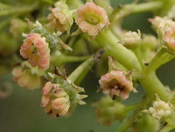 Acer davidii, D. Boufford 44097--China. Yunnan. Ci Wu Duan Rd. Stop 2. 29 Apr 2018. DSC00344 (117).JPG