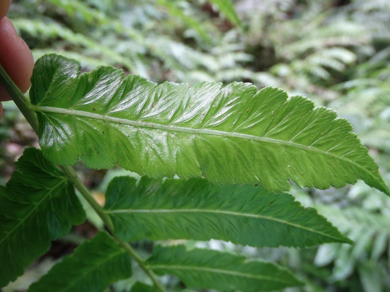 Diplaziopsis javanica, Munzinger, J 7402--New Caledonia. Haute Robinson. 11 Nov. 2015. DSC00909 (320).JPG