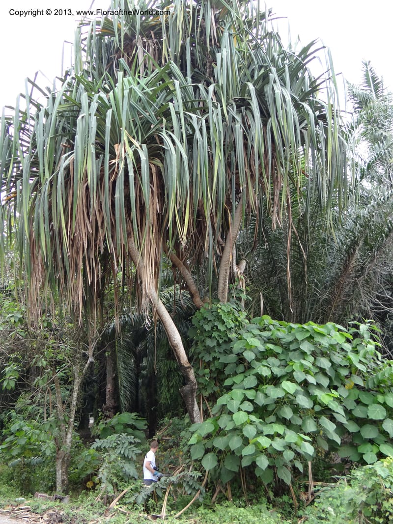 Pandanus unicornutus, Callmander, M 1049--Thailand. Chumphon Prov. Tambon Mab Amarit. 13 Nov 2012. DSC09009 (16).JPG