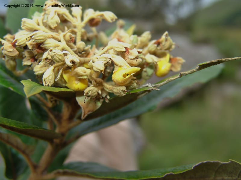 Anastrabe integerrima--So.Africa. E. Cape. Umtamvuna Nat. Res. 11 Mch 05. 078a (3).jpg