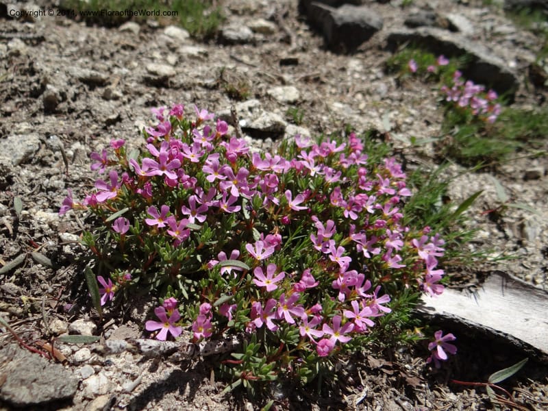 Douglasia, Davidson, C 12194--ID. Boise Co. Scott Mtn. Lookout Road. 18 Jun 2013. DSC06609 (83).JPG