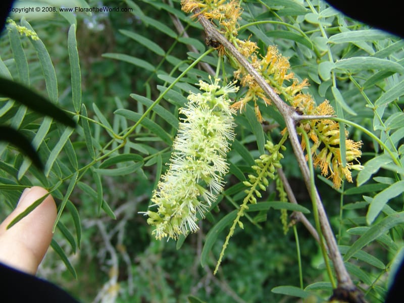 Prosopis glandulosa--TX. Johnson Wildflower Center. 13 Jun 04. 002.jpg