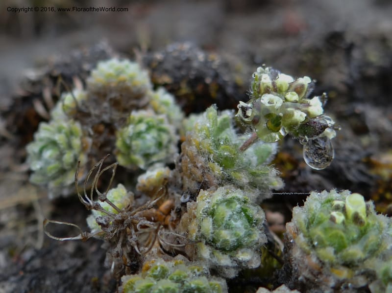 Draba, Ulloa, C 2414--Ecuador. Pichincha. Nevado Cayambe. 6 Oct 2012. DSC07236 (126).JPG