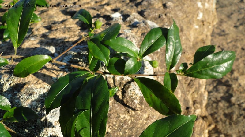 Rinorea angustifolia, N. Manjato 151--Madagascar. Mania River. 1 May 2010 159 (14).jpg