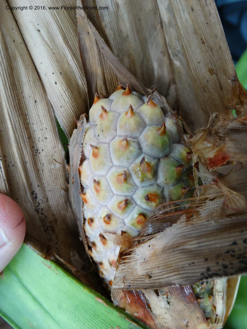 Pandanus occultus, Callmander, M 1184--Sabah. G. Silam. 1 Oct 2014. DSC00937 (32).JPG