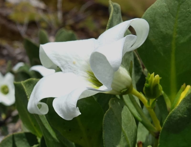 Anthocercis viscosa, Davidson, C 13498--Australia. W. A. Two People's Bay Nat. Res. 29 Oct 2016. DSC06475 (65).JPG
