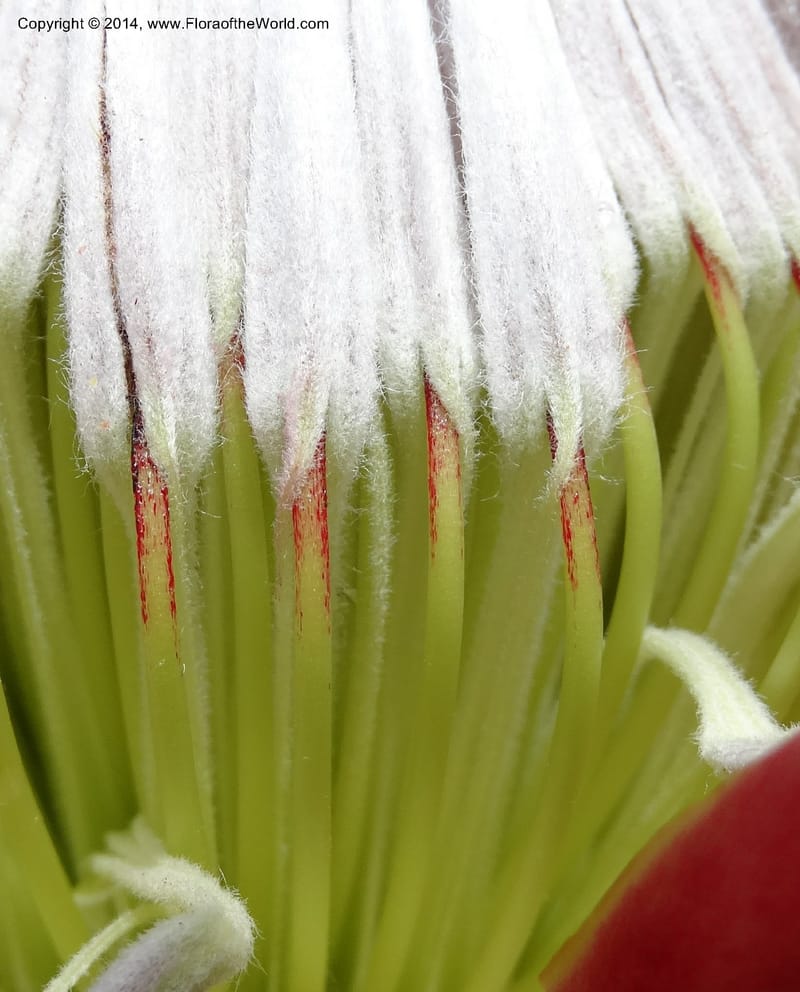 Protea cynaroides, Davidson, C 12315--South Africa. Western Cape. E. side, Fernkloof. 24 Jan 2014. DSC01799 (132).JPG