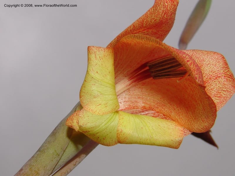 Gladiolus dalenii, R.Gereua6836--Tanz. Mzelezi For. Res.  Mahenge-Sali. 15 Feb 06. 030.jpg