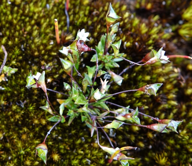 Phyllangium paradoxum, Davidson, V 13496--Australia. W. A. Two People's Bay Nat. Res. 29 Oct 2016. DSC06475 (99).JPG