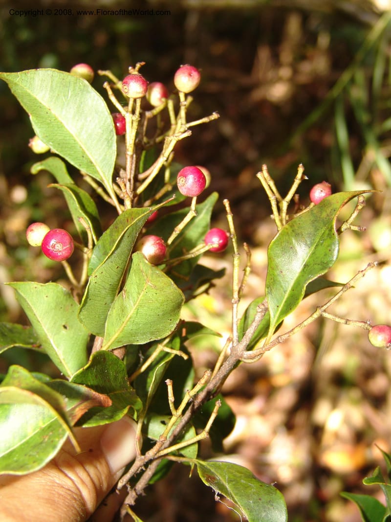 Syzygium, ZRogers1200--Madag. Anjozorobe, Aire Protegee, E Antsahabe. 17 Nov 06. 203.jpg