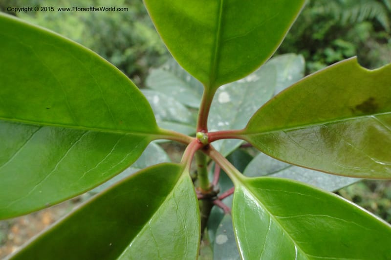 Illicium, Regalado 1782--Viet Nam. Ban Khoang Commune. 4 May 2011. 195 (8).jpg