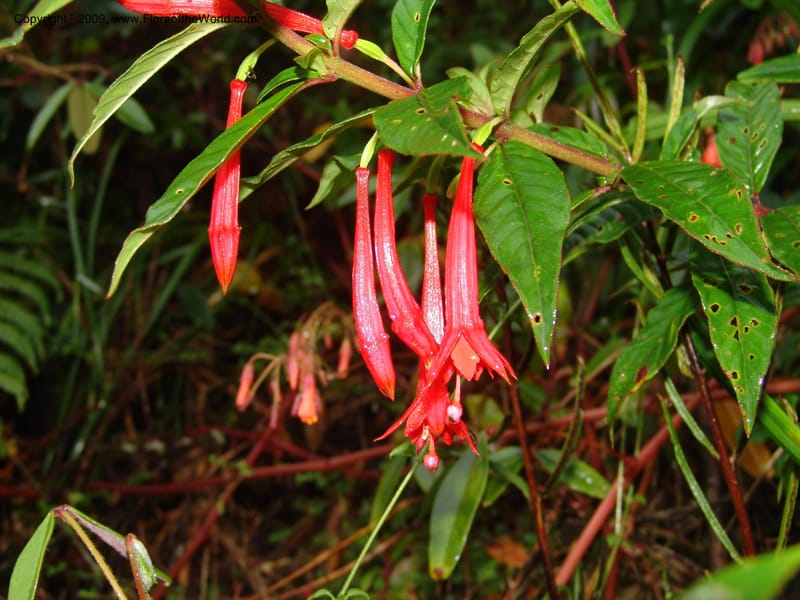Fuchsia, DNeill16009--Ecuador. Zam. Ch. Res.Tapichalaca. Roadside. 25 Sep 07. 030.jpg
