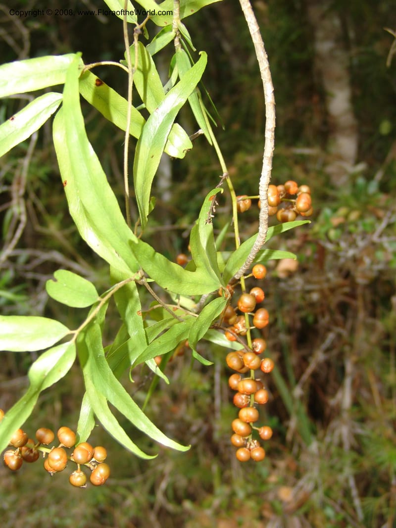 Dracaena, ZRogers1208--Madag. Anjozorobe, Aire Protegee, E Antsahabe. 17 Nov 06. 235.jpg
