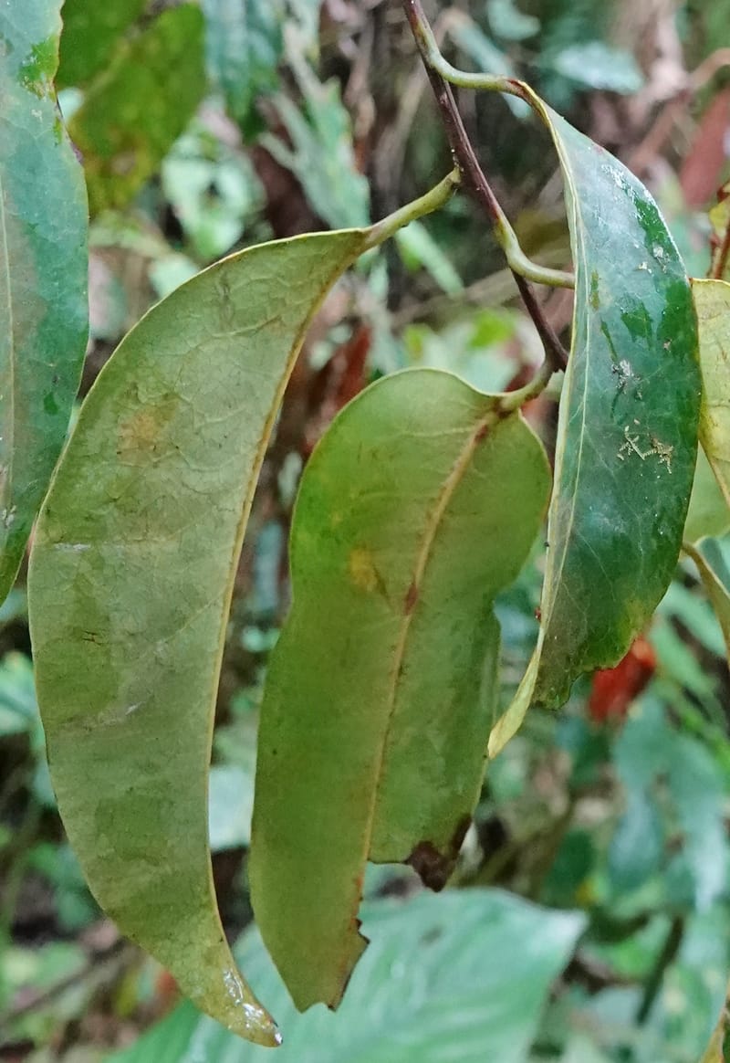 Staudtia gabonensis, C. Davidson 13939--Gabon. Maurel & Prom Oil Rd. 2 Nov. 2018. DSC01376 (268).JPG
