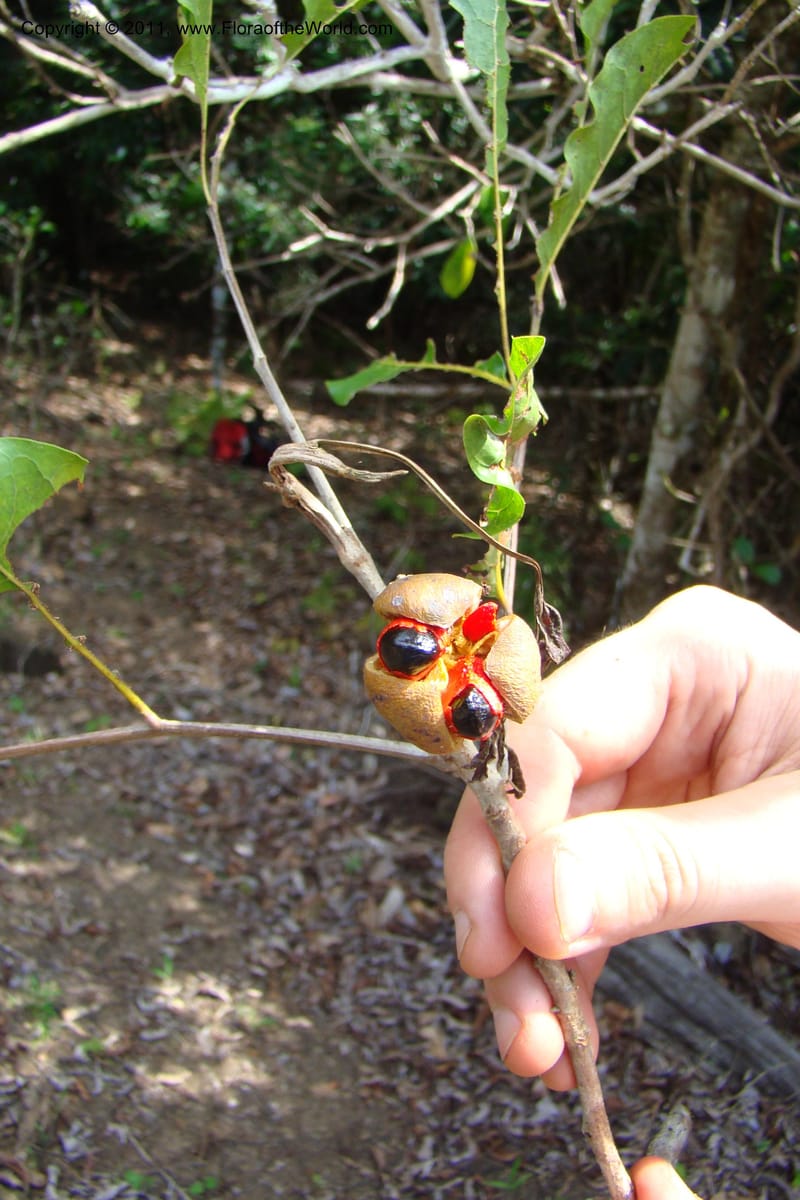 Cupaniopsis, M. Callmander 777--New Caledonia. Upper Tene River Valley. 19 Jan 2010. 504 (48).jpg