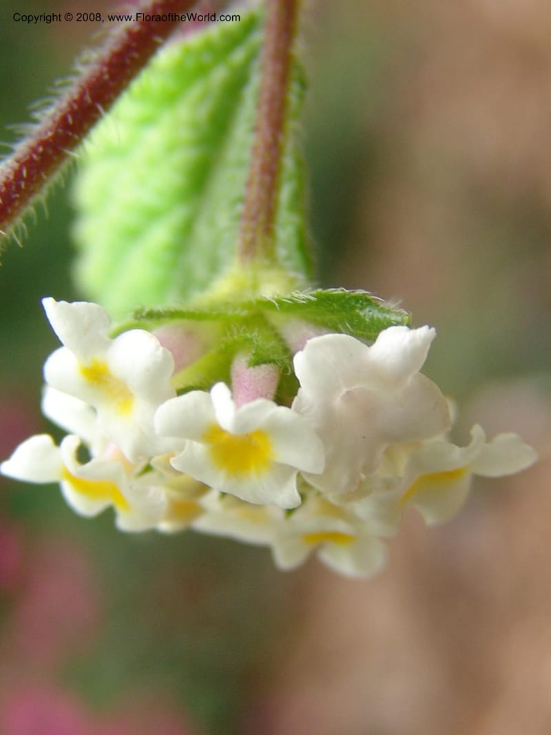 Lantana hirta, 76.0579--CA. UC Berkeley Bot. Garden. 31 May 07. 241.jpg