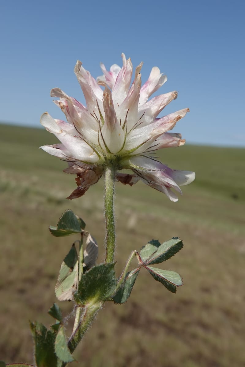 Trifolium macrocephalum, C. Davidson 13789--Oregon. Wallowa Co. Upper Camp Creek Canyon. 5 Jun 2018. DSC05225 (26).JPG