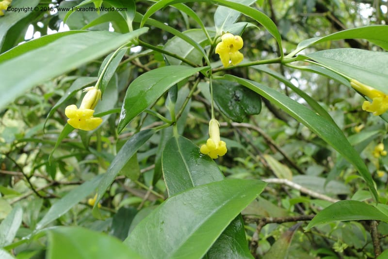 Pittosporum, Regalado 1773--Viet Nam. Ban Khoang Commune. 4 May 2011. 095 (1).jpg